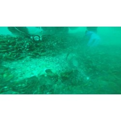 Започна подготовката за справяне с разлива на мазут в Черно море от потъналия край Созопол кораб Мопанг